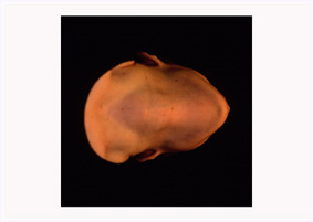 'Specimen' - photographic work